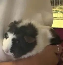 Asha, a guinea pig looking for her forever home