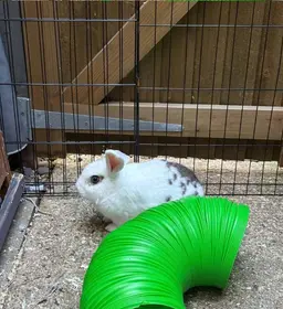 A white rabbit with brown patches in a fenced run, beside a green tunnel