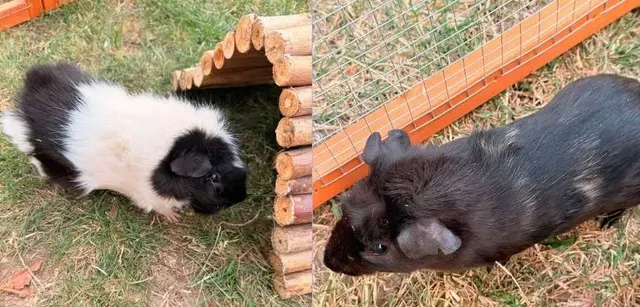Two young male guinea pigs: one black and white by a log tunnel, one dark brown beside a wooden pen