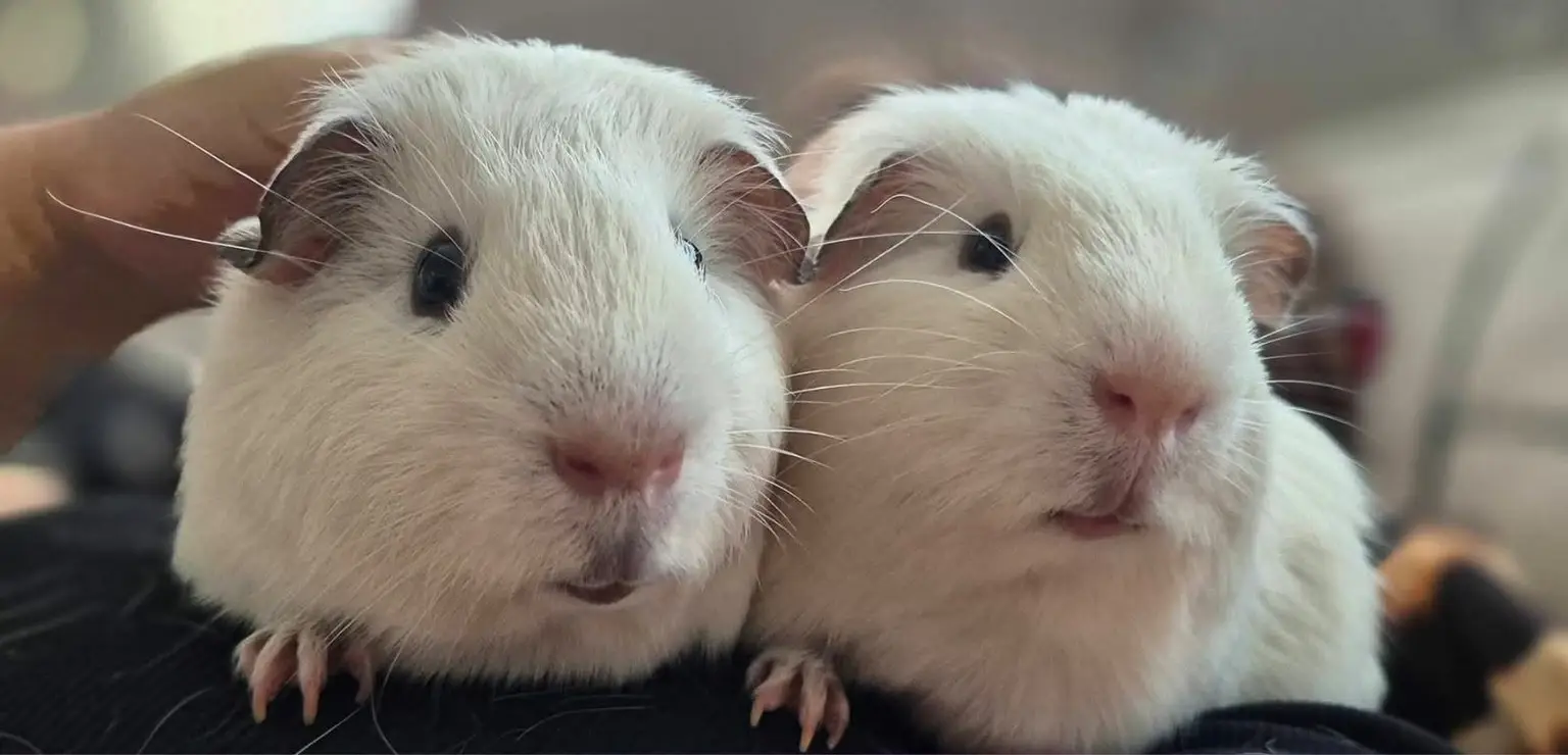Two white guinea pigs side by side, close up, with a hand stroking one of them