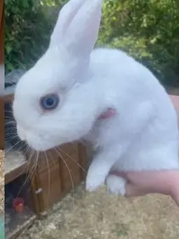 A young white rabbit with blue-grey eyes, held in a hand