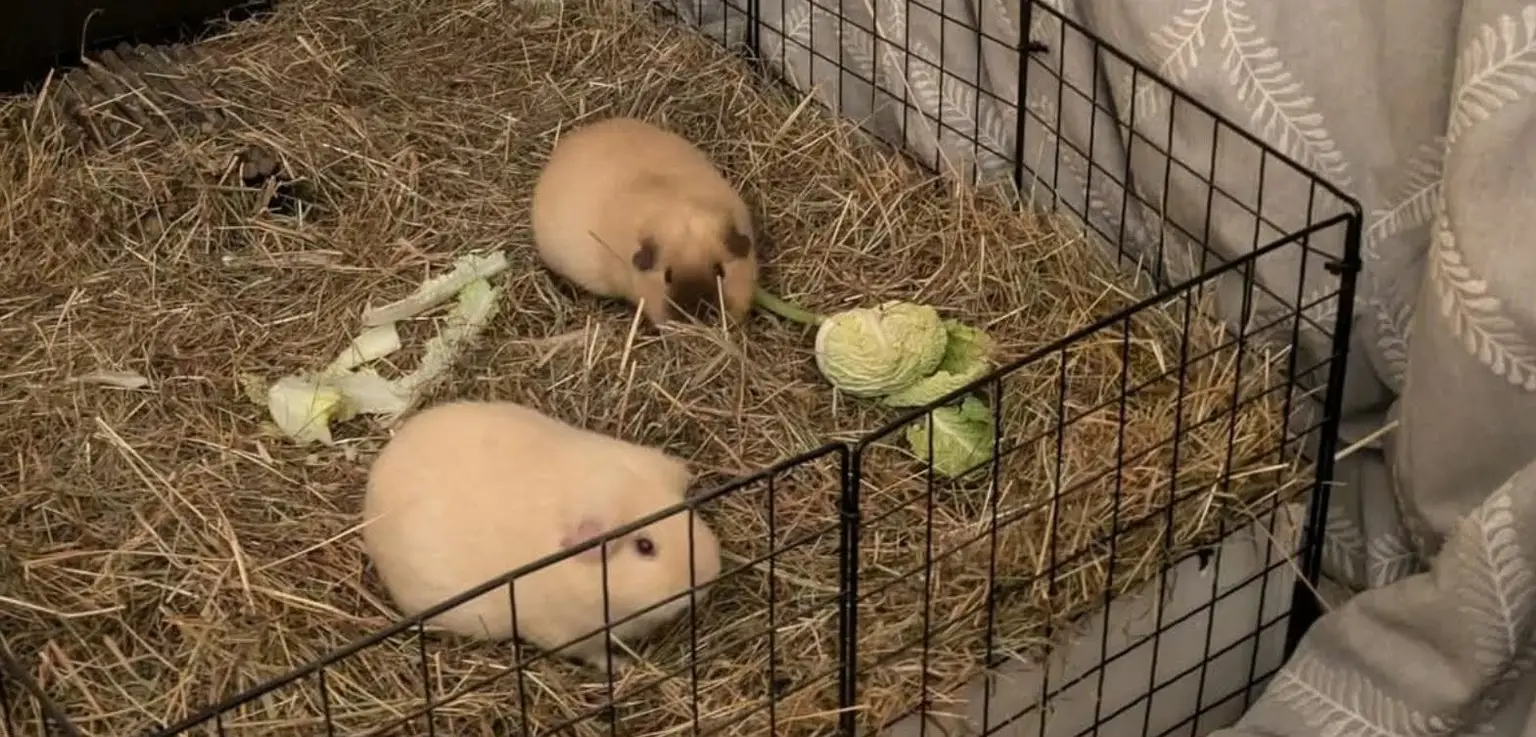 Two cream guinea pigs on hay in a pen, with cabbage leaves