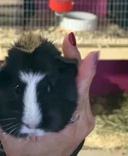A black and white guinea pig resting in hay