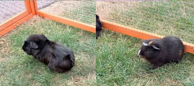 Two dark guinea pigs, one with white and orange markings, on grass inside a wooden pen