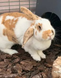 A white and ginger lop rabbit on bark chippings