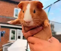 Larry, a guinea pig looking for his forever home