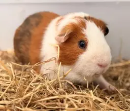 A brown and white guinea pig sitting in hay