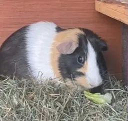 A tricolour guinea pig eating in a hutch