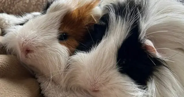 Monty and Alfie, two guinea pigs looking for their forever home