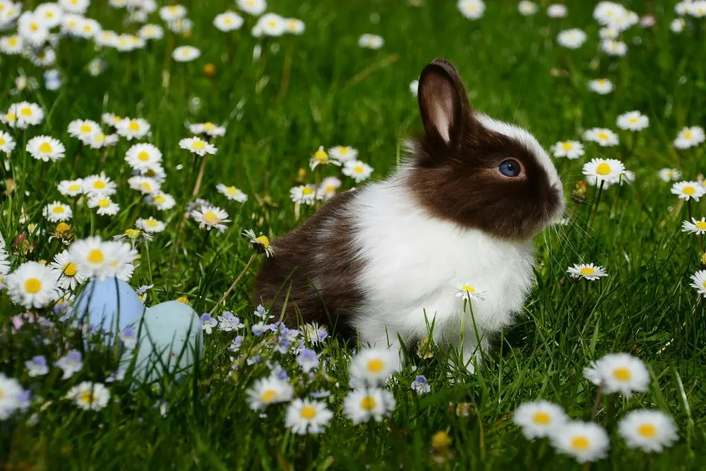 A brown and white rabbit sitting in a meadow of daisies
