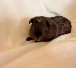 Shadow, a guinea pig looking for his forever home