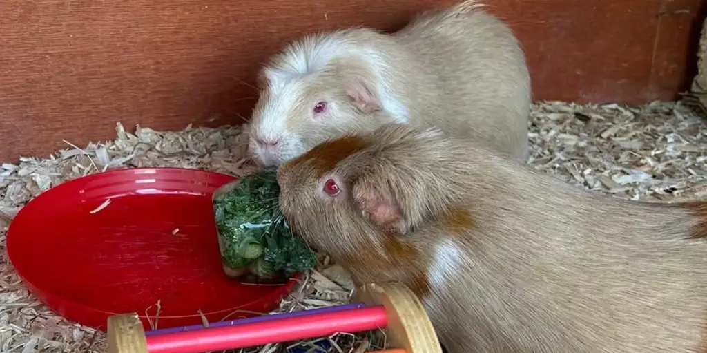 Two pale cream guinea pigs, one with ginger markings, eating greens from a red dish