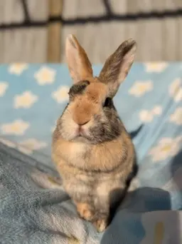 A brown rabbit sitting on a blue patterned blanket