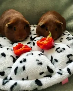 Two brown guinea pigs on a spotty blanket with pieces of pepper